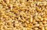 У світі різко подорожчала пшениця після виходу Росії з зернової угоди – Bloomberg