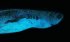 Здатна світитися в темряві: науковці відкрили незвичайну акулу, відео