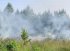 Росія знищила майже три мільйони гектарів українських лісів – Зеленський
