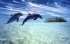 У Тихому океані знайшли новий підвид дельфінів