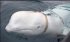 Біля узбережжя Швеції помітили кита, який може бути російським шпигуном