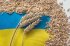 Світові ціни на пшеницю різко зросли після російської атаки на порт Ізмаїла