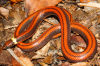 Наткнулись случайно: в Парагвае обнаружили новый вид змей, как они выглядят