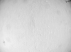 ̳��-������� NASA ������� �������� ���� �� ����: ����