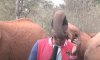 У Кенії слоненя вирішило познайомитися з репортером під час зйомок і стало зіркою мережі