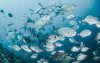 Риба в Світовому океані все частіше "задихається" через глобальне потепління – вчені